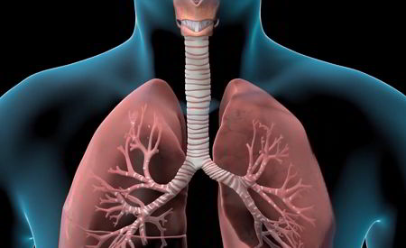 Transparent torso showing lungs, trachea, bronchi, bronchioles