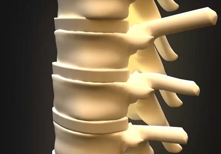 Section of spine showing thick, healthy discs between vertebrae